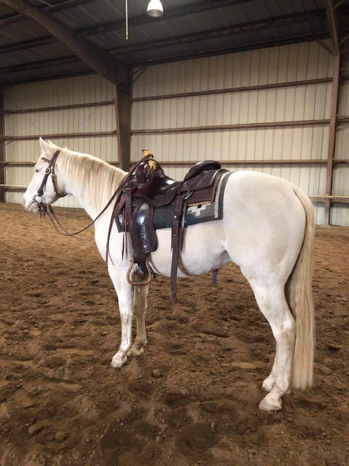 Bay Horse for sale: Frosty